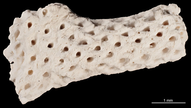 Senckenberg, Bryozoa, Bryozoen, Moostierchen, Sammlung Voigt