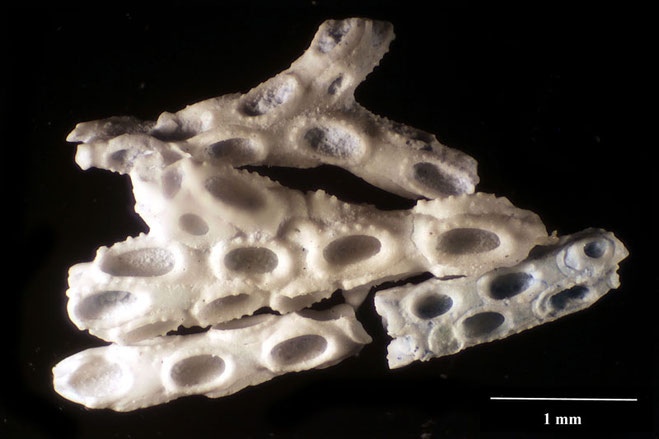 Senckenberg, Bryozoa, Bryozoen, Moostierchen, Sammlung Voigt