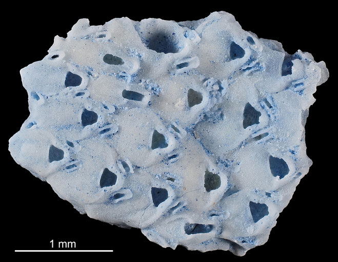 Senckenberg, Bryozoa, Bryozoen, Moostierchen, Sammlung Voigt