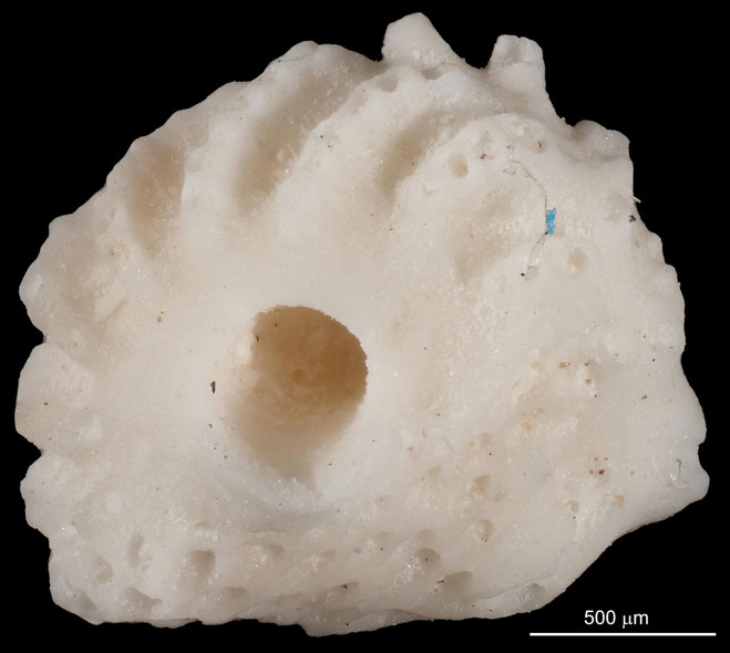 Senckenberg, Bryozoa, Bryozoen, Moostierchen, Sammlung Voigt