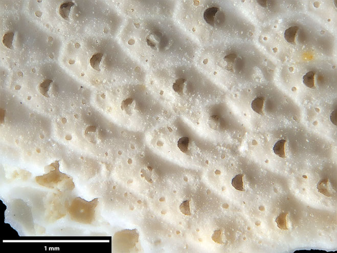 Senckenberg, Bryozoa, Bryozoen, Moostierchen, Sammlung Voigt