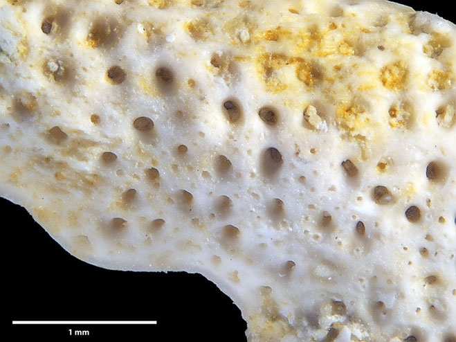 Senckenberg, Bryozoa, Bryozoen, Moostierchen, Sammlung Voigt