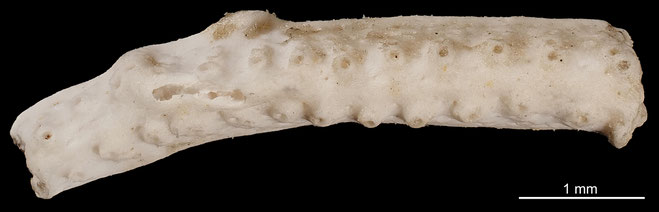 Senckenberg, Bryozoa, Bryozoen, Moostierchen, Sammlung Voigt