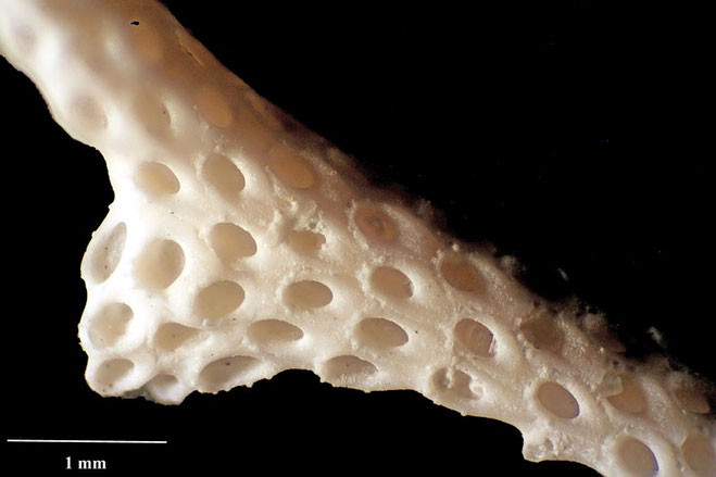 Senckenberg, Bryozoa, Bryozoen, Moostierchen, Sammlung Voigt