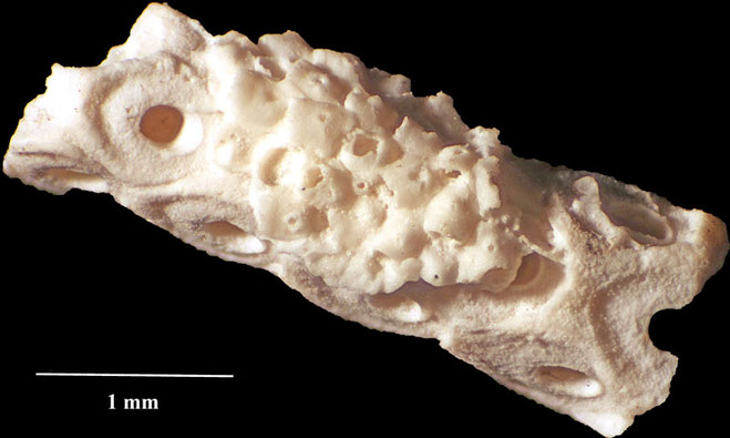 Senckenberg, Bryozoa, Bryozoen, Moostierchen, Sammlung Voigt