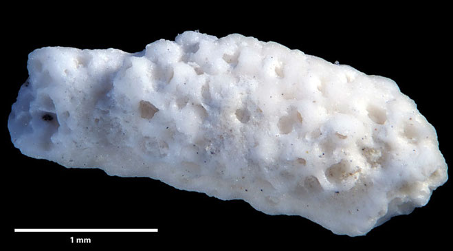 Senckenberg, Bryozoa, Bryozoen, Moostierchen, Sammlung Voigt