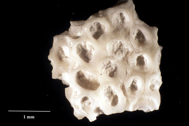 Senckenberg, Bryozoa, Bryozoen, Moostierchen, Sammlung Voigt