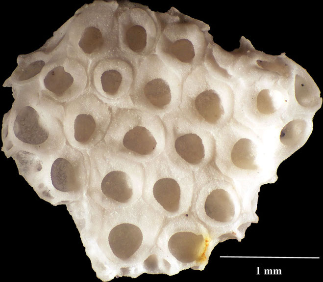 Senckenberg, Bryozoa, Bryozoen, Moostierchen, Sammlung Voigt