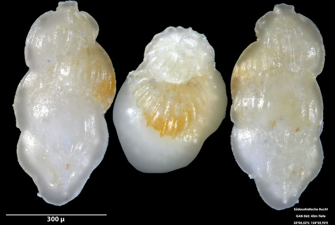 Foraminifere, Foraminifera, Bryozoa, Senckenberg, Australien