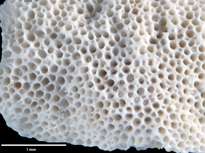 Senckenberg, Bryozoa, Bryozoen, Moostierchen, Sammlung Voigt