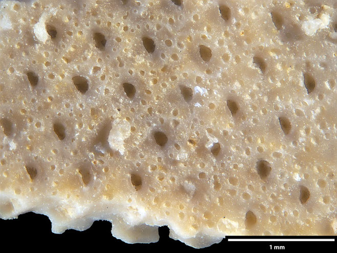 Senckenberg, Bryozoa, Bryozoen, Moostierchen, Sammlung Voigt