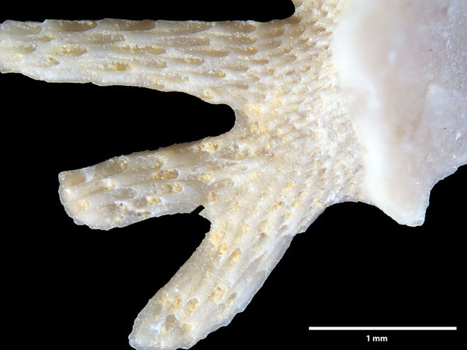 Senckenberg, Bryozoa, Bryozoen, Moostierchen, Sammlung Voigt