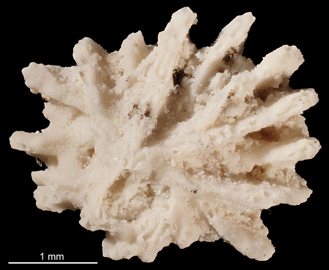 Senckenberg, Bryozoa, Bryozoen, Moostierchen, Sammlung Voigt