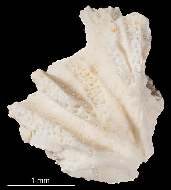 Senckenberg, Bryozoa, Bryozoen, Moostierchen, Sammlung Voigt