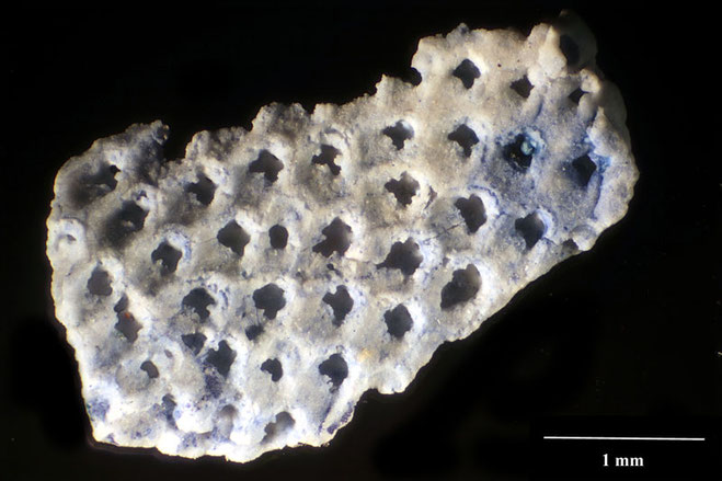 Senckenberg, Bryozoa, Bryozoen, Moostierchen, Sammlung Voigt