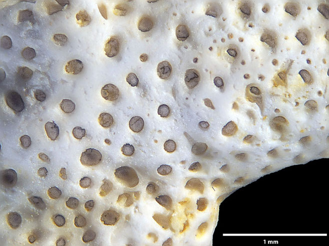 Senckenberg, Bryozoa, Bryozoen, Moostierchen, Sammlung Voigt