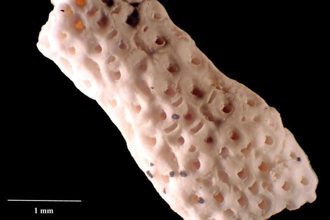 Senckenberg, Bryozoa, Bryozoen, Moostierchen, Sammlung Voigt