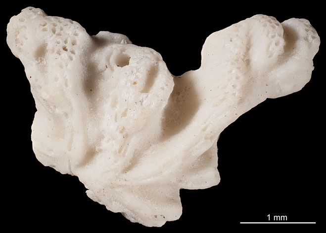 Senckenberg, Bryozoa, Bryozoen, Moostierchen, Sammlung Voigt