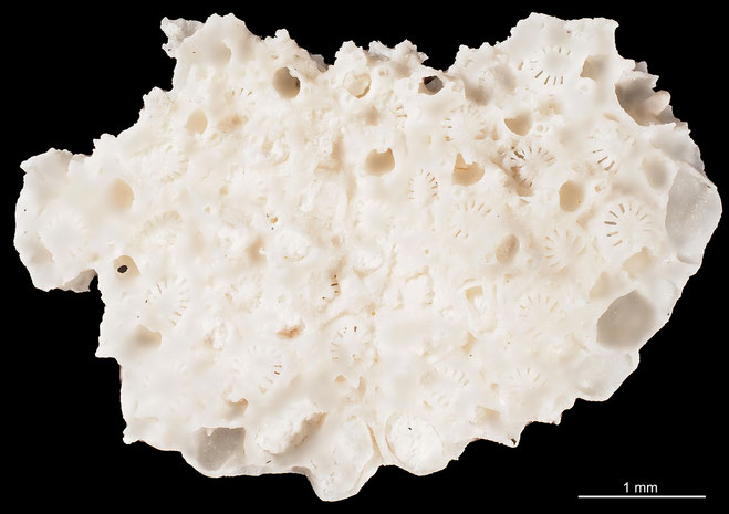 Senckenberg, Bryozoa, Bryozoen, Moostierchen, Sammlung Voigt