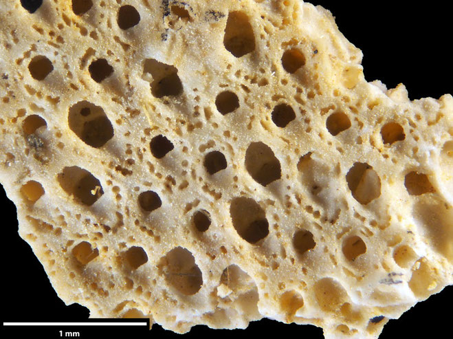 Senckenberg, Bryozoa, Bryozoen, Moostierchen, Sammlung Voigt