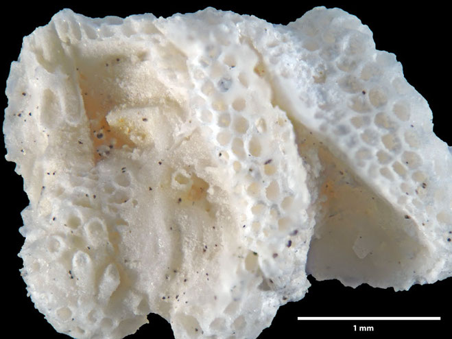 Senckenberg, Bryozoa, Bryozoen, Moostierchen, Sammlung Voigt