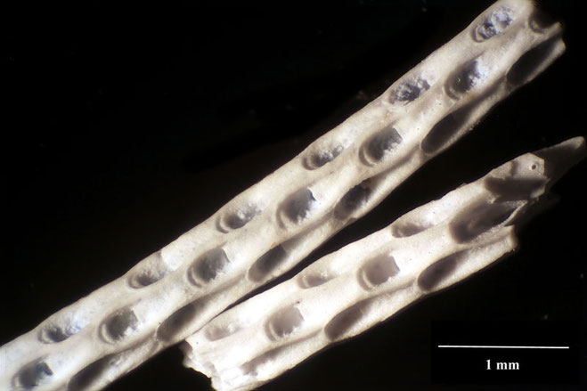 Senckenberg, Bryozoa, Bryozoen, Moostierchen, Sammlung Voigt