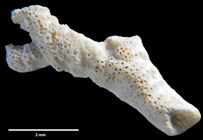 Senckenberg, Bryozoa, Bryozoen, Moostierchen, Sammlung Voigt