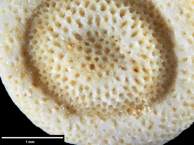 Senckenberg, Bryozoa, Bryozoen, Moostierchen, Sammlung Voigt