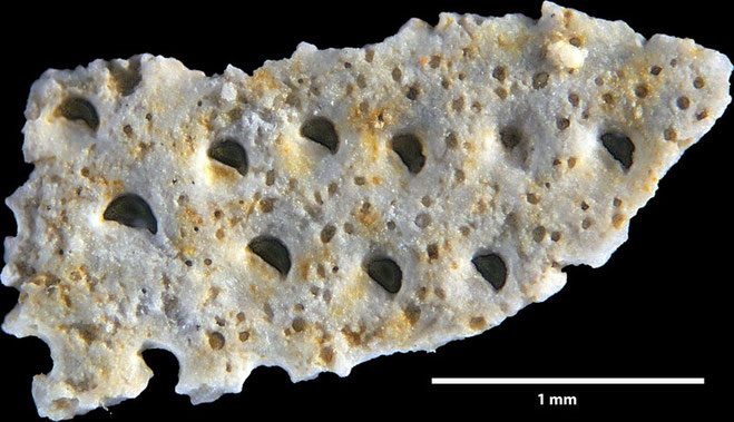 Senckenberg, Bryozoa, Bryozoen, Moostierchen, Sammlung Voigt