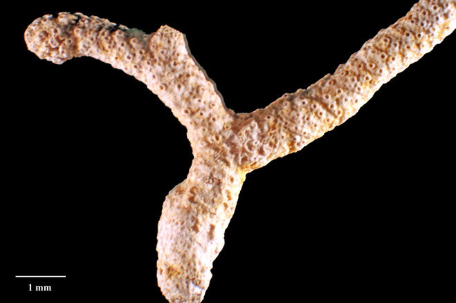 Senckenberg, Bryozoa, Bryozoen, Moostierchen, Sammlung Voigt