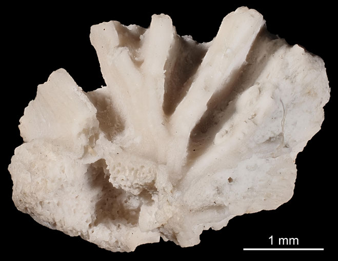 Senckenberg, Bryozoa, Bryozoen, Moostierchen, Sammlung Voigt