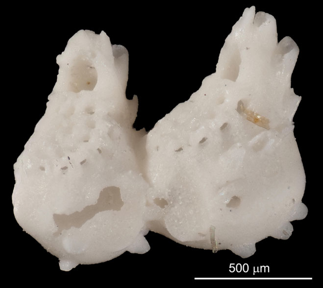 Senckenberg, Bryozoa, Bryozoen, Moostierchen, Sammlung Voigt