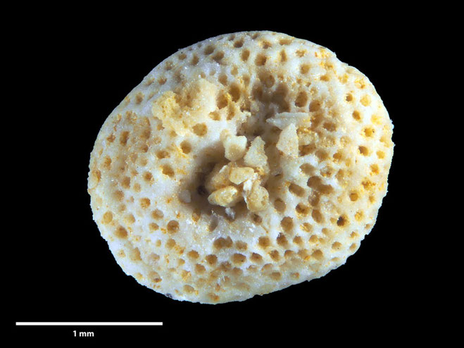 Senckenberg, Bryozoa, Bryozoen, Moostierchen, Sammlung Voigt