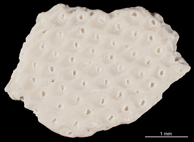 Senckenberg, Bryozoa, Bryozoen, Moostierchen, Sammlung Voigt