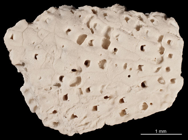 Senckenberg, Bryozoa, Bryozoen, Moostierchen, Sammlung Voigt