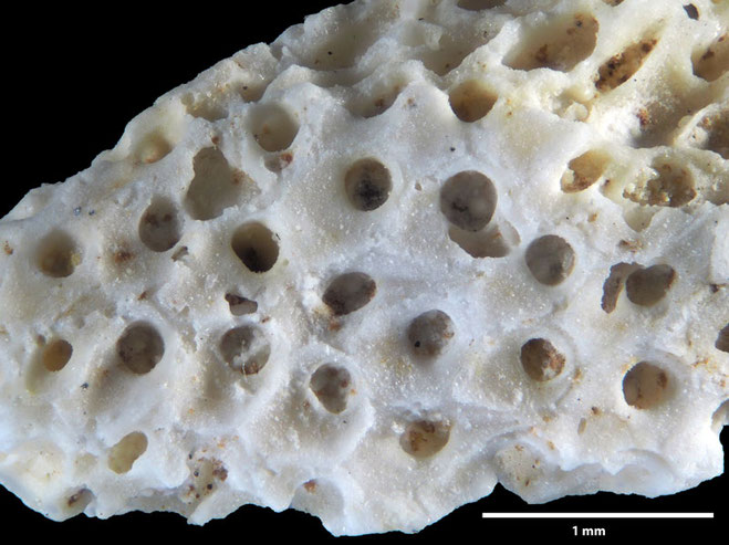 Senckenberg, Bryozoa, Bryozoen, Moostierchen, Sammlung Voigt