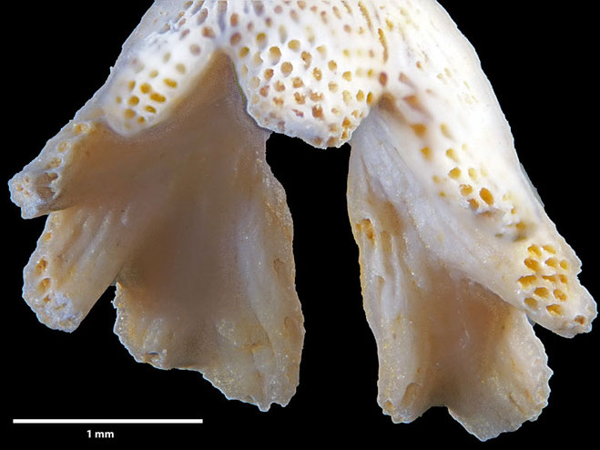 Senckenberg, Bryozoa, Bryozoen, Moostierchen, Sammlung Voigt