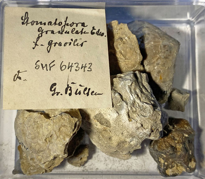 Senckenberg, Bryozoa, Bryozoen, Moostierchen, Sammlung Voigt