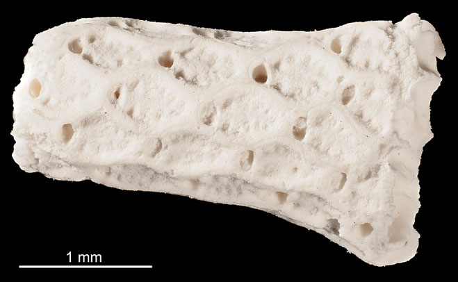 Senckenberg, Bryozoa, Bryozoen, Moostierchen, Sammlung Voigt