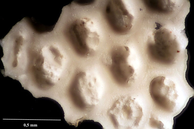 Senckenberg, Bryozoa, Bryozoen, Moostierchen, Sammlung Voigt