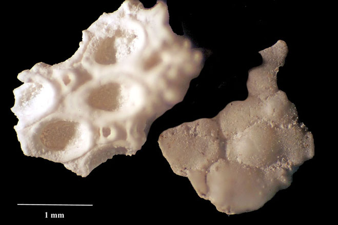 Senckenberg, Bryozoa, Bryozoen, Moostierchen, Sammlung Voigt