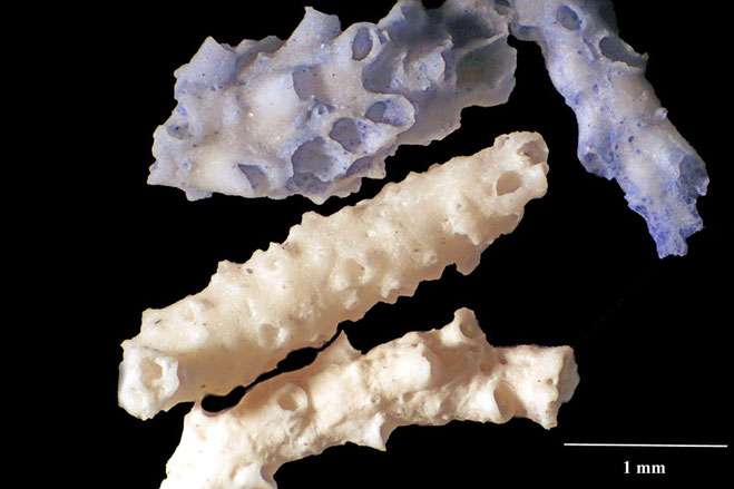 Senckenberg, Bryozoa, Bryozoen, Moostierchen, Sammlung Voigt