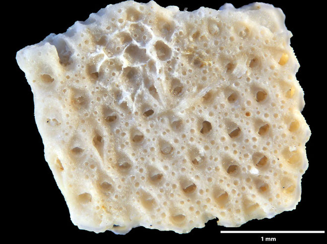 Senckenberg, Bryozoa, Bryozoen, Moostierchen, Sammlung Voigt