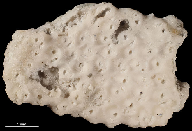 Senckenberg, Bryozoa, Bryozoen, Moostierchen, Sammlung Voigt