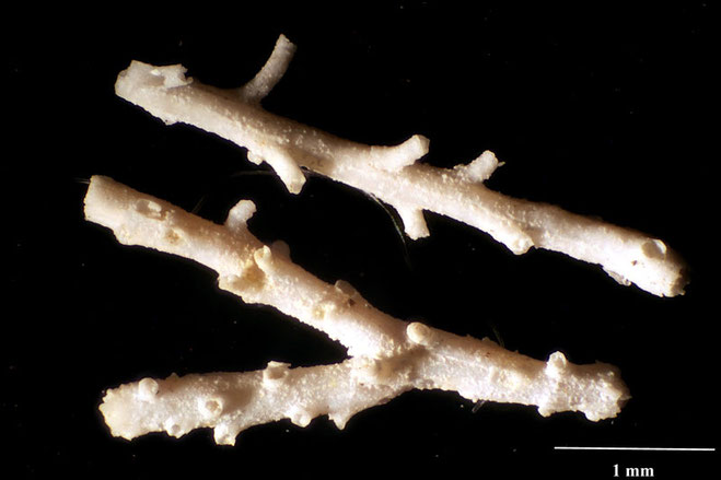 Senckenberg, Bryozoa, Bryozoen, Moostierchen, Sammlung Voigt