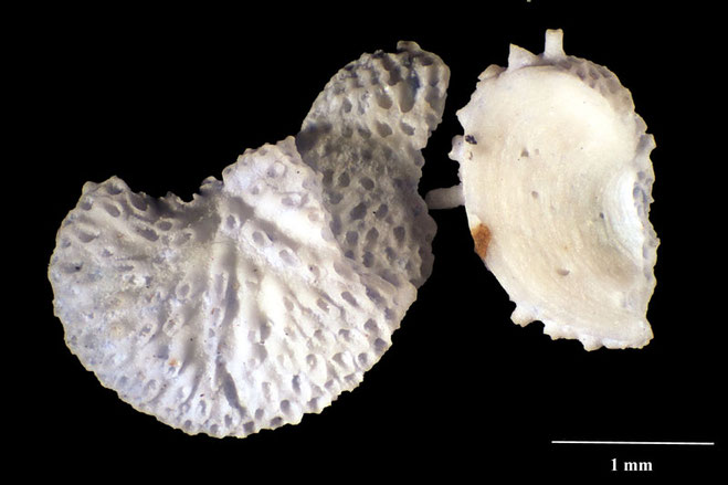 Senckenberg, Bryozoa, Bryozoen, Moostierchen, Sammlung Voigt