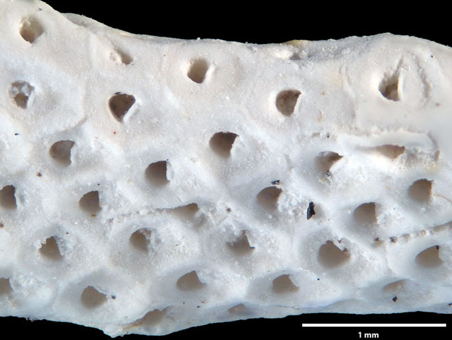 Senckenberg, Bryozoa, Bryozoen, Moostierchen, Sammlung Voigt