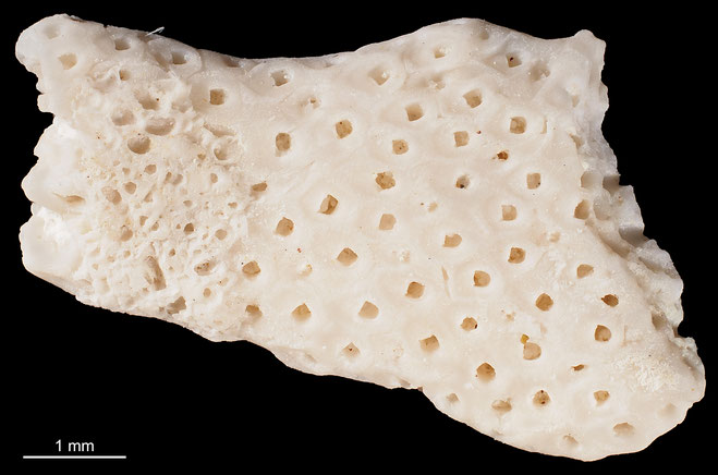 Senckenberg, Bryozoa, Bryozoen, Moostierchen, Sammlung Voigt