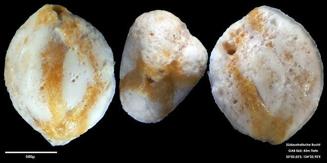 Foraminifere, Foraminifera, Bryozoa, Senckenberg, Australien