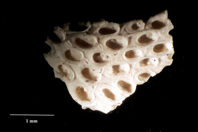 Senckenberg, Bryozoa, Bryozoen, Moostierchen, Sammlung Voigt